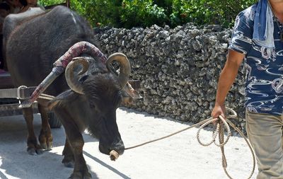 Midsection of man walking with domestic water buffalo