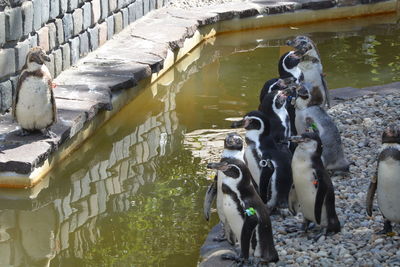 High angle view of penguins on lake