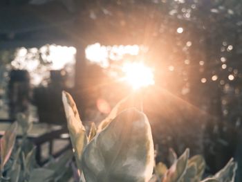 Close-up of sunlight streaming through leaves