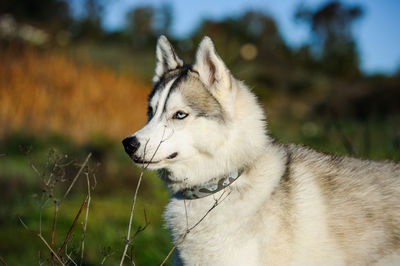 Siberian husky looking away