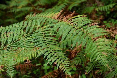 High angle view of fern leaves