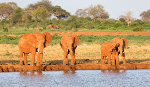 View of elephant drinking water in lake