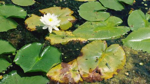 High angle view of lotus water lily