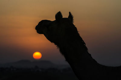 Close-up of silhouette mammal against sky during sunset