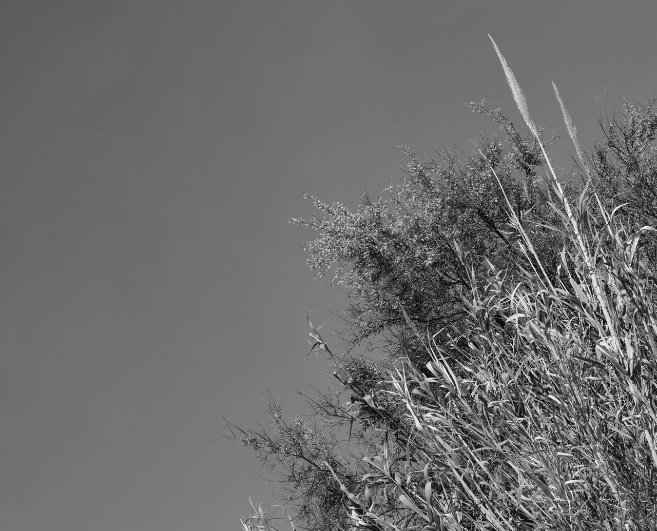 Plants on the beach