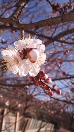 Low angle view of cherry blossoms on tree