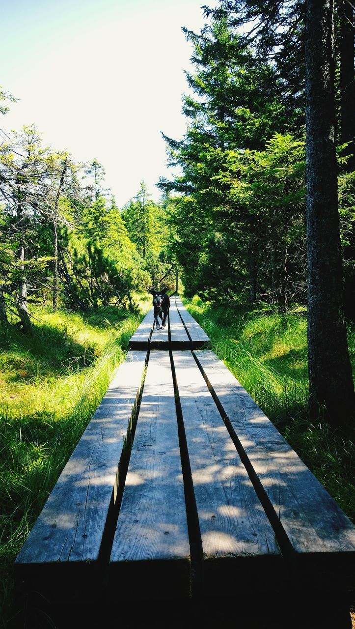 REAR VIEW OF MAN ON WALKWAY BY TREES AGAINST SKY