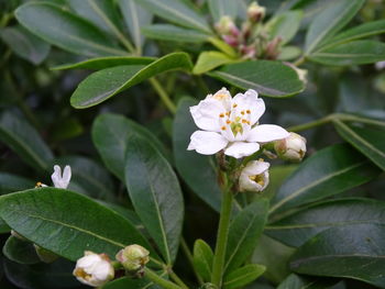 Close-up of white flowering plant