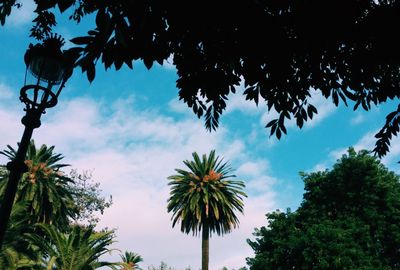 Low angle view of palm tree against blue sky