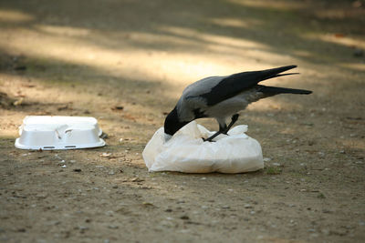 View of bird on sand