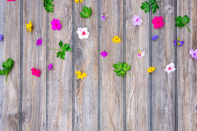High angle view of pink flowering plants on wood