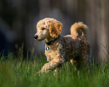 View of a dog looking away on field