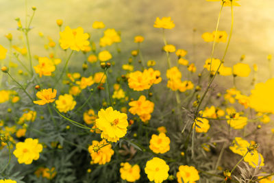 Close-up of yellow flowering plants on field