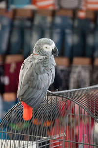 Close-up of bird perching in cage