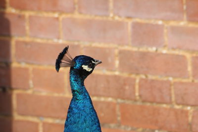 Close-up of peacock