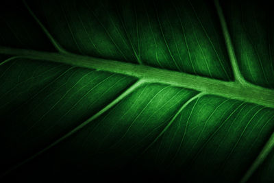 Full frame shot of green leaves