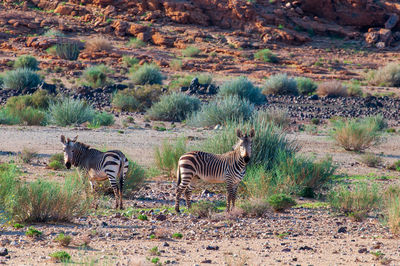 Zebra crossing in a field