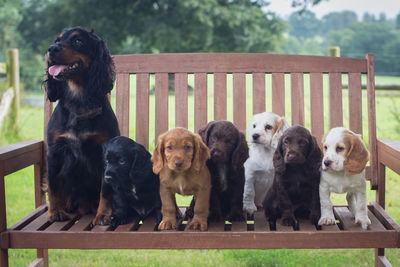 Portrait of dogs