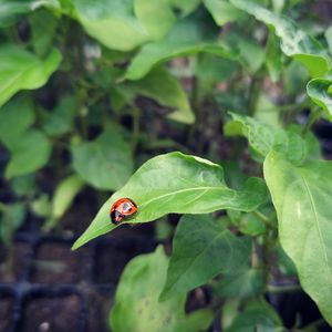 Close-up of insect on leaf