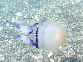 Close-up of jellyfish swimming in water