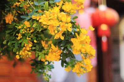 Close-up of yellow flowering plant