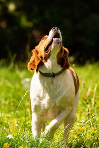 Dog looking away on field