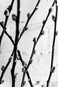Close-up of snow on field during winter
