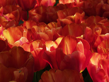 Full frame shot of red flowering plants