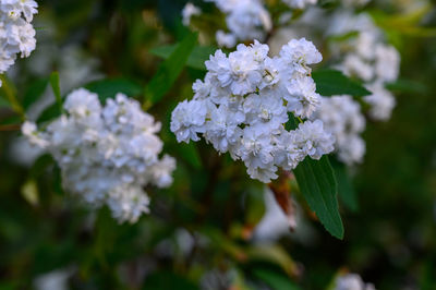 Close-up of white flowering plant