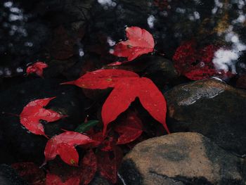 Close-up of raindrops on red leaves