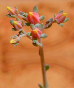 Close-up of orange flowers against blurred background