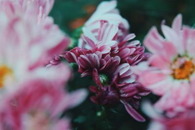 Close-up of pink flowers blooming outdoors