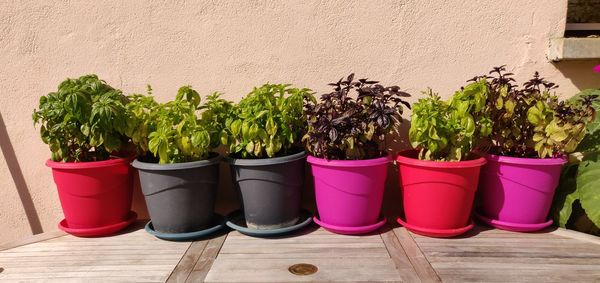 Close-up of potted plants against wall