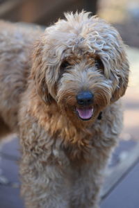 Close-up of goldendoodle dog