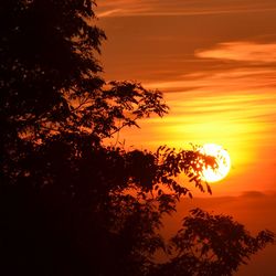 Silhouette trees at sunset