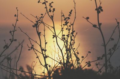 Silhouette of tree against sky at sunset