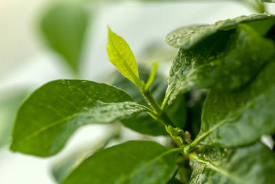 Green young plant leaves after the rain, gardening, grow concept