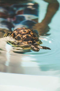 Close-up of turtle swimming in swimming pool