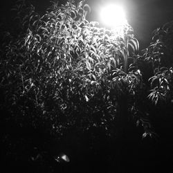 Plants growing at night