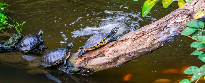 High angle view of turtle in lake