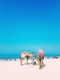 Man sitting amidst camels at beach against clear blue sky