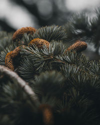 Macro of a pine tree in winter season