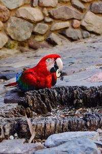 Close-up of bird perching on rock