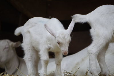 Close-up of two sheep