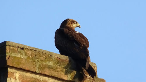 Low angle view of owl perching against clear sky