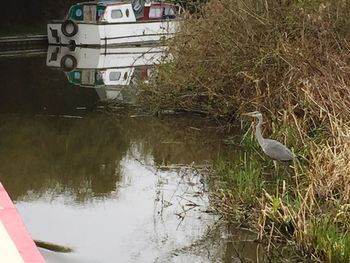 Bird in lake