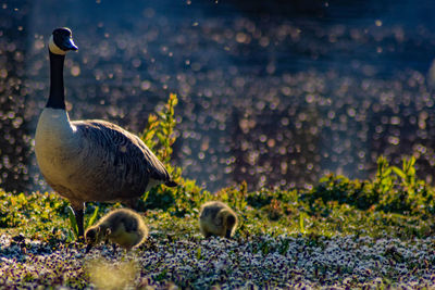 Ducks in a lake