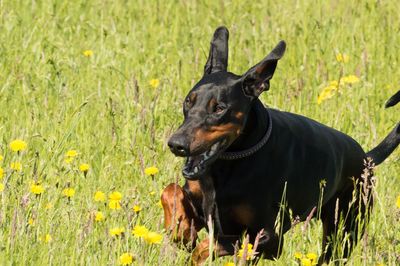 Black dog looking away on field