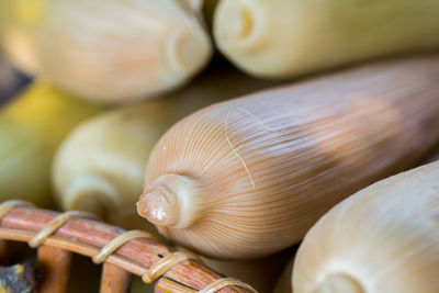 Close-up of seashell