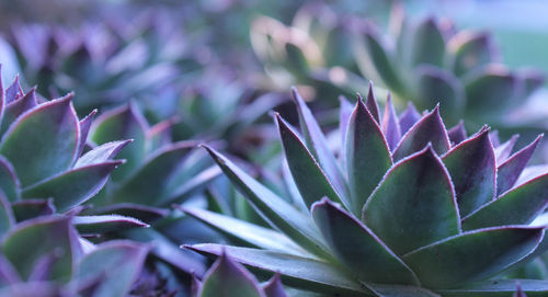 Close-up of succulent plant